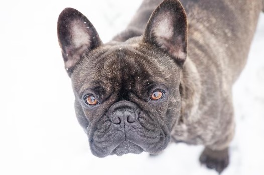 What DNA do Brindle French Bulldogs have