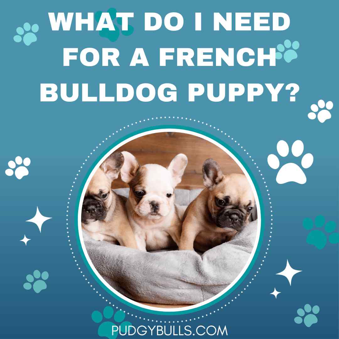 What Do I Need for a French Bulldog Puppy? A Shopping List