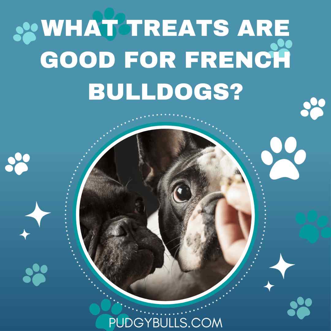 What Treats are Good for French Bulldogs?