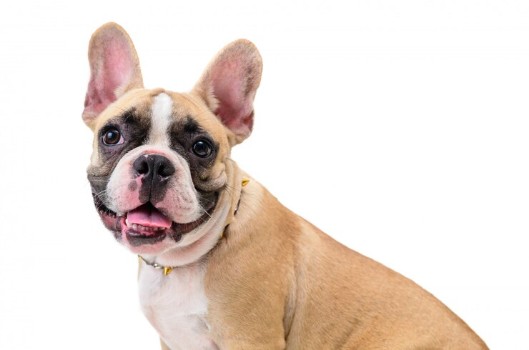 What Types of Collar to Avoid for My Frenchie