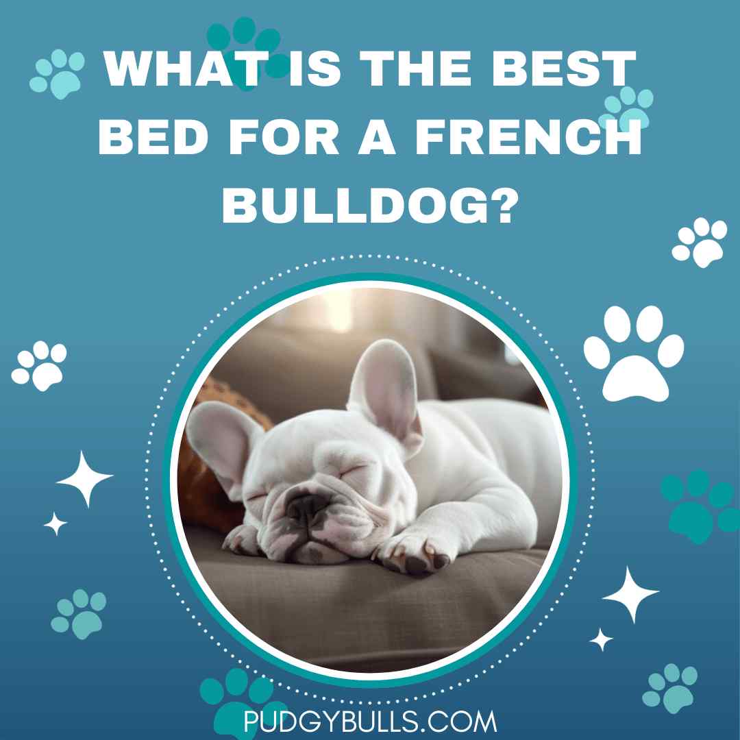 What is the Best Bed for a French Bulldog?