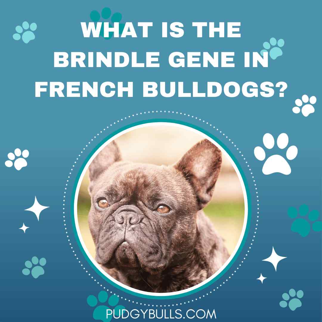 What is the Brindle Gene in French Bulldogs? Color, Cost & Properties
