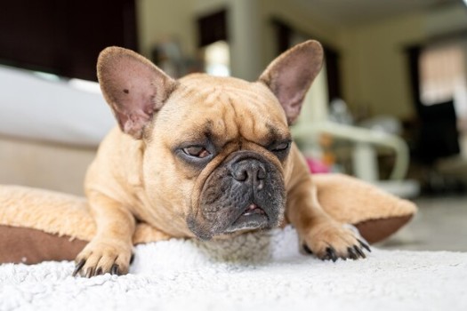 What to do to Avoid Breathing Issues in a French Bulldog