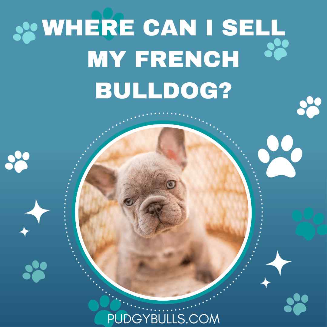 Where can I Sell my French Bulldog?